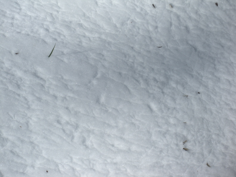 bird footprints.jpg